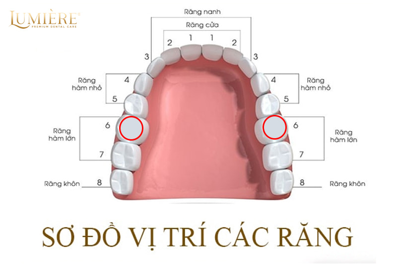 Nhổ răng số 6 có nguy hiểm không? Lời khuyên từ bác sĩ nha khoa 1 Vị trí của răng số 6